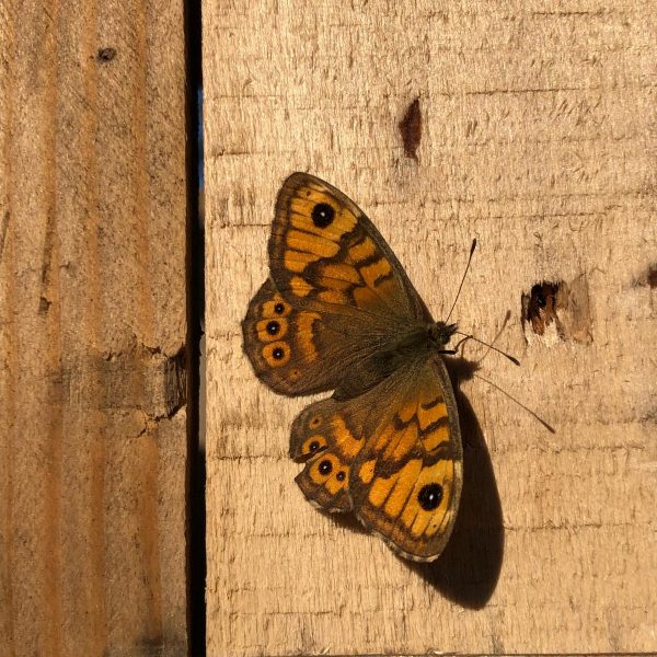 Schmetterling-
